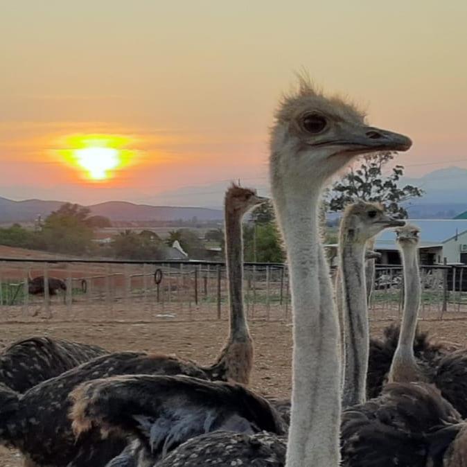 Pureplaas Self Catering Volmoed Oudtshoorn Klein Karoo Apartment Екстериор снимка