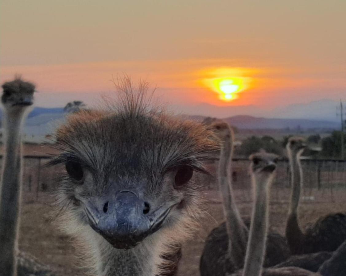 Pureplaas Self Catering Volmoed Oudtshoorn Klein Karoo Apartment Екстериор снимка